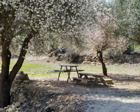 סיורי פריחה בחבל בנימין, טיולי משפחות, טיול עם ילדים, טיולי פריחה